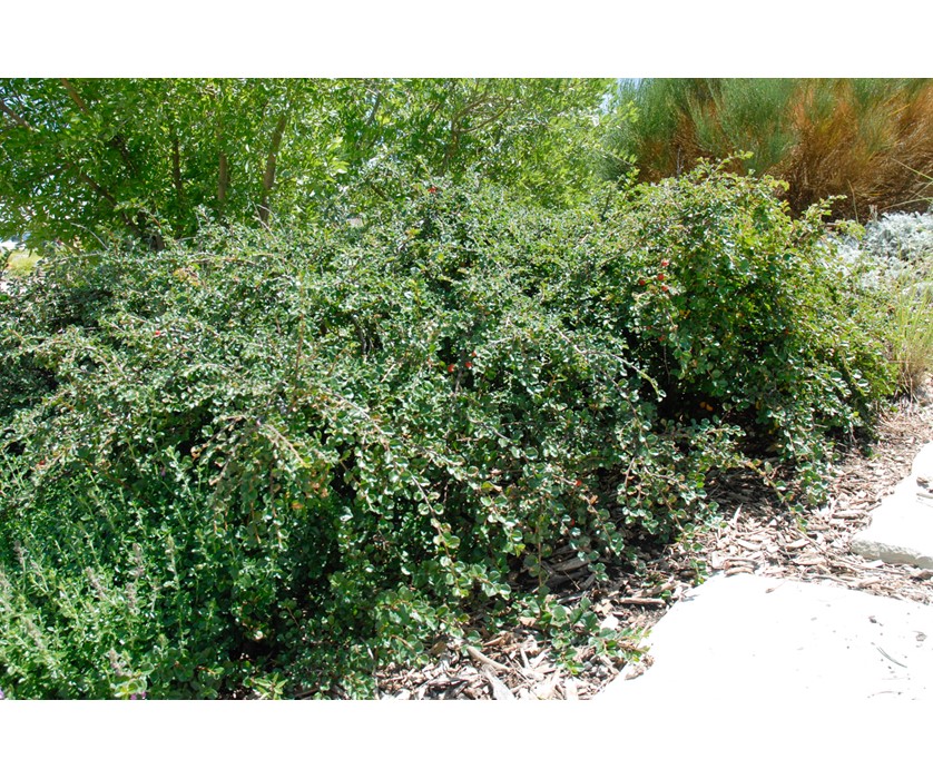 Cranberry Cotoneaster